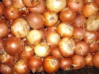 Çikolata Kisti Soğan Kürü